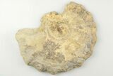 Cut/Polished Calycoceras Ammonite (Half) - Texas #198204-1